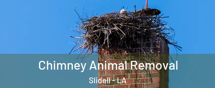  Chimney Animal Removal Slidell - LA
