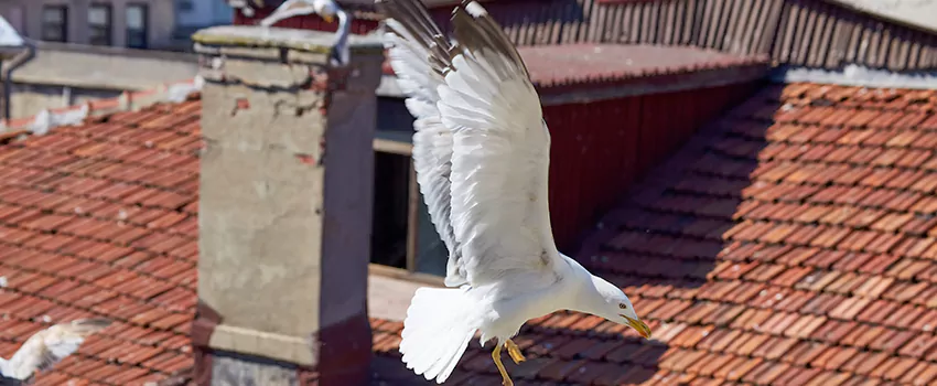 Residential Chimney Animal Removal Solution in Slidell, LA
