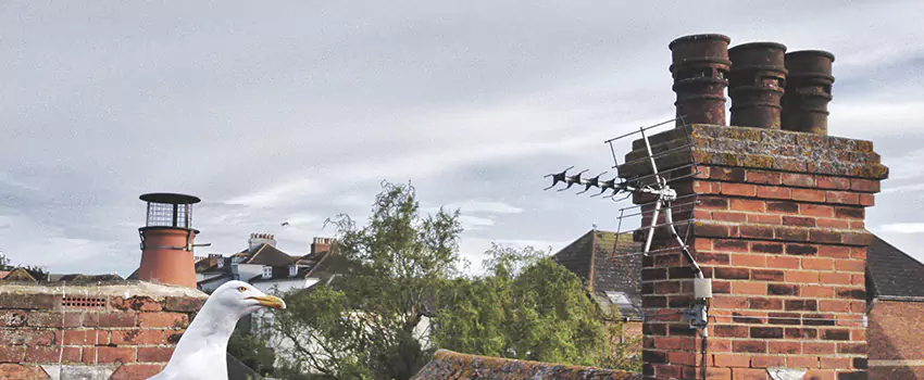 Chimney Cleaning And Restoration in Slidell, Louisiana